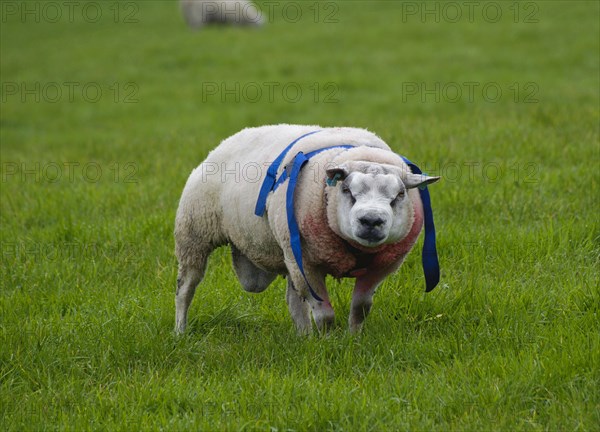 Domestic Sheep