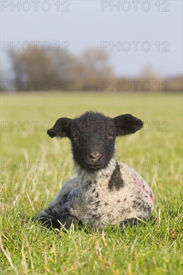 Domestic Sheep