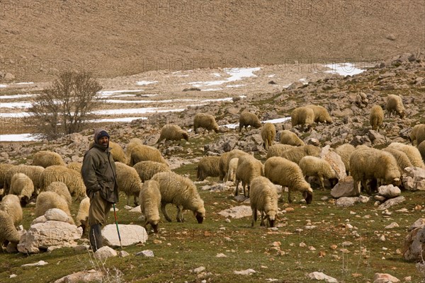 Sheep breeding