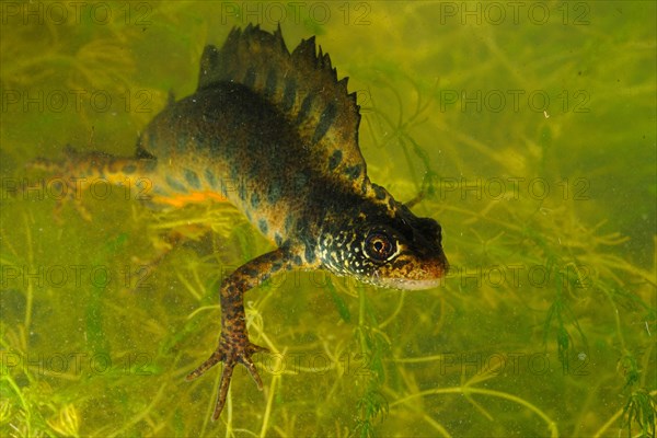 Italian Crested Newt