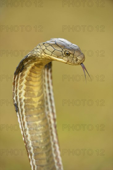 King Cobra