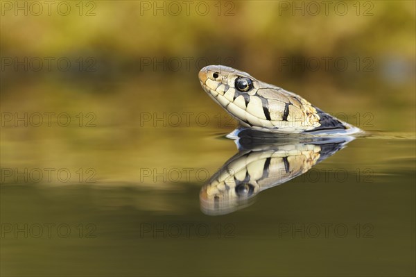 Grass Snake