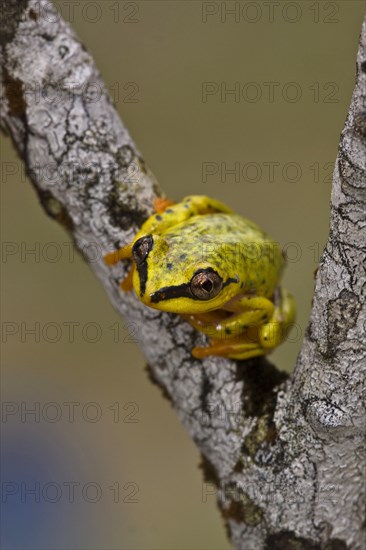 Madagascar Tree Frog