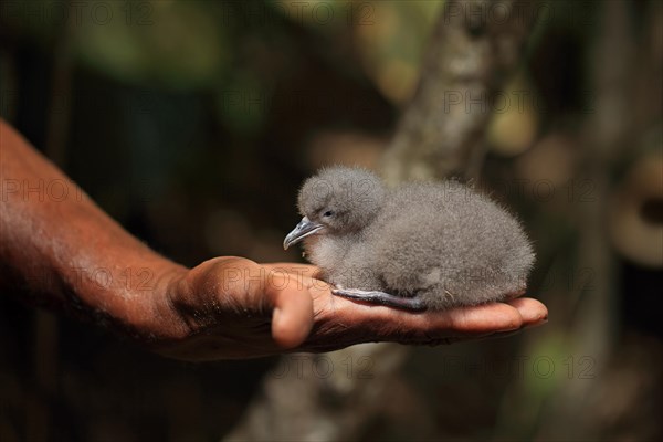 Audubon's Shearwater