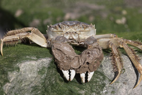 Chinese Mitten Crab