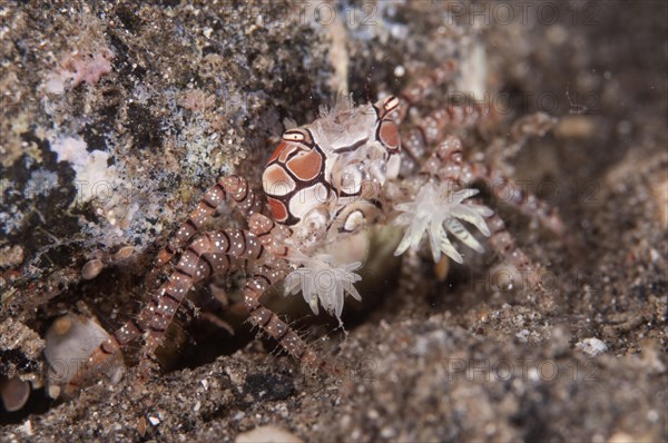 Boxer crab