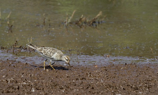 Sharp-tailed Sandpiper