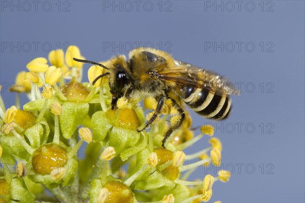 Ivy Bee