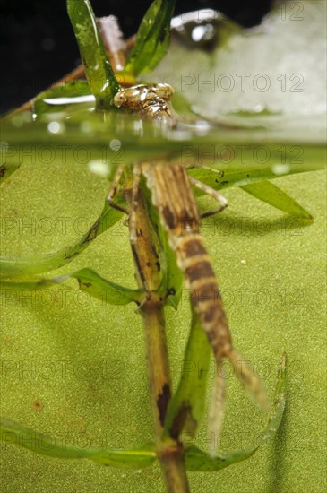 Blue-tailed damselfly