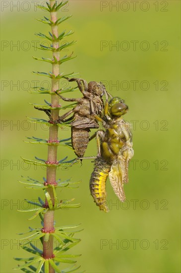 Broad-bodied Chaser adult