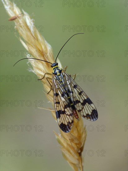 Common Scorpionfly