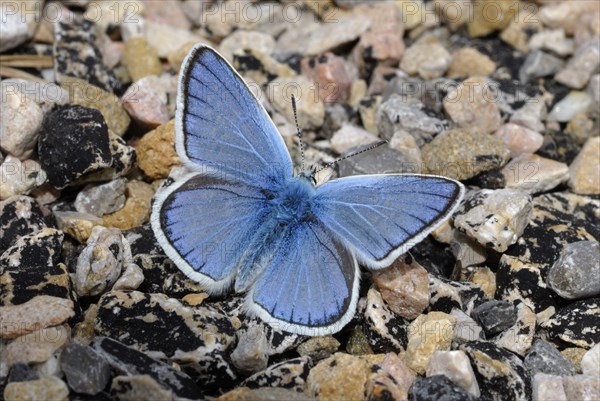 Turquoise Blue