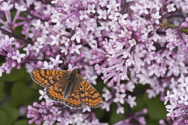 Scabiosa Fritillary