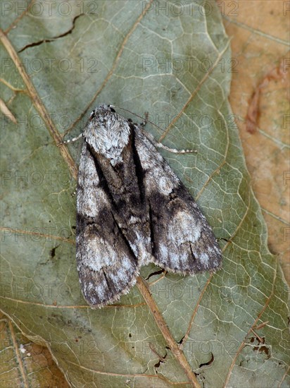 Alder Moth