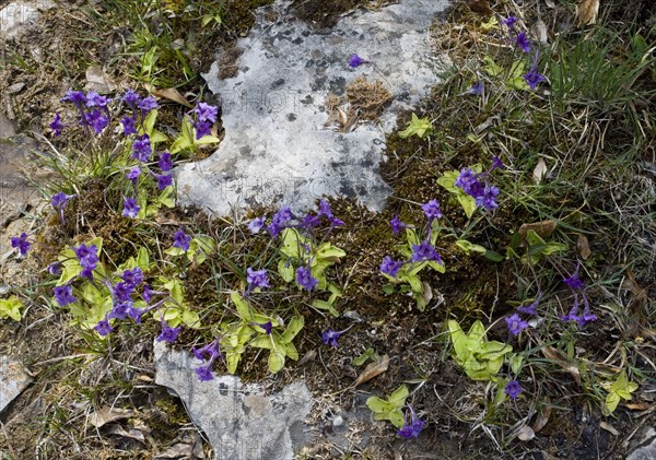 Large-flowered butterwort