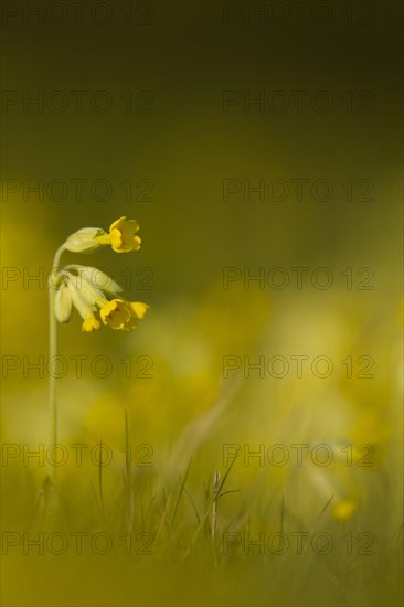 Cowslip