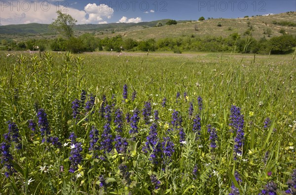 Blue Bugle