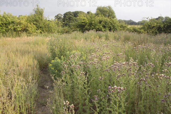 Creeping Thistle