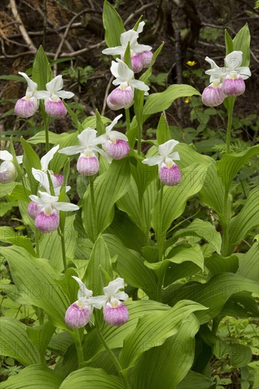 Showy Lady's Slipper