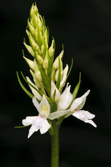 Common Spotted Orchid