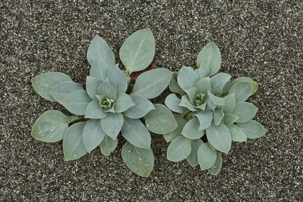 Oysterplant