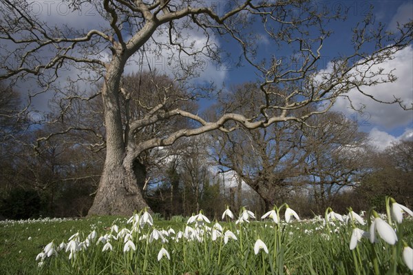 Common snowdrop