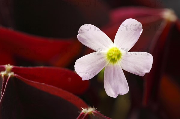 Purple sorrel