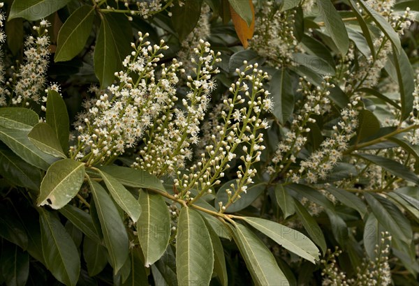 Cherry laurel