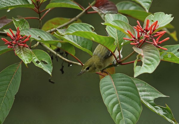 Bay-breasted warbler