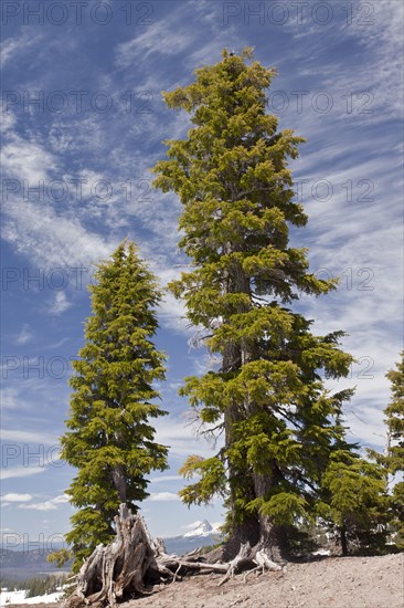 Mountain Hemlock