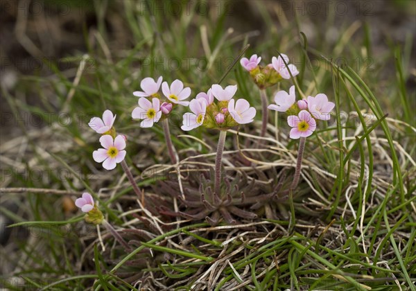 Pink Rock-jasmine