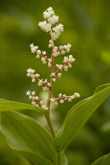 False Solomon's Seal