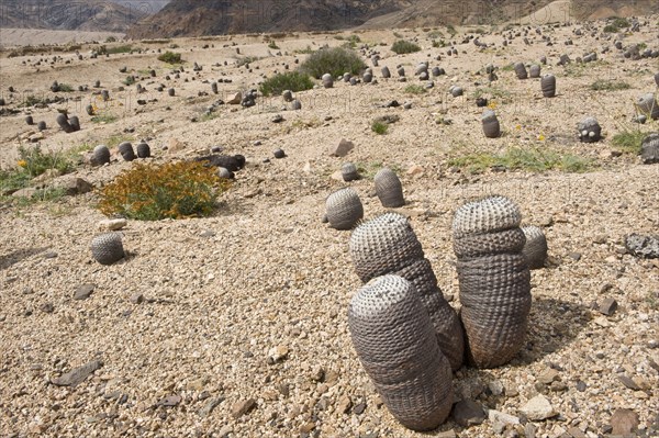 Copiapoa de Philippi