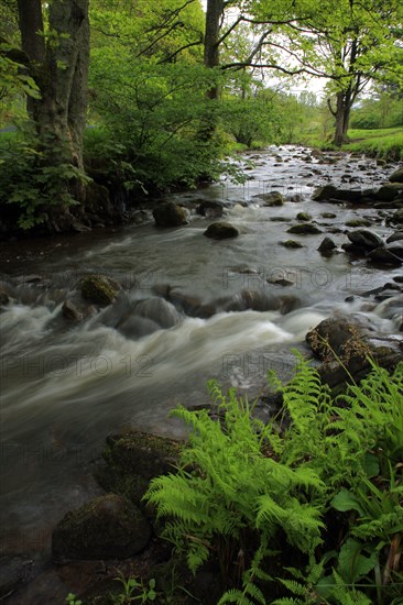 Fast flowing river in woodland habitat