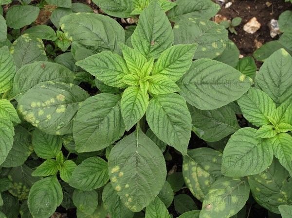 Bent-back amaranth