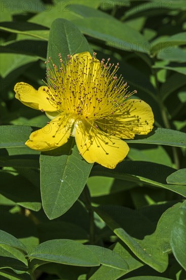 Rose-of-Sharon