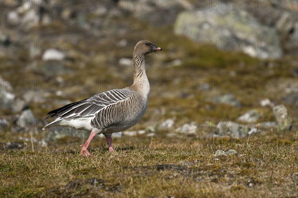 Pink-footed goose