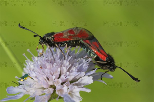 (Zygaena loti)