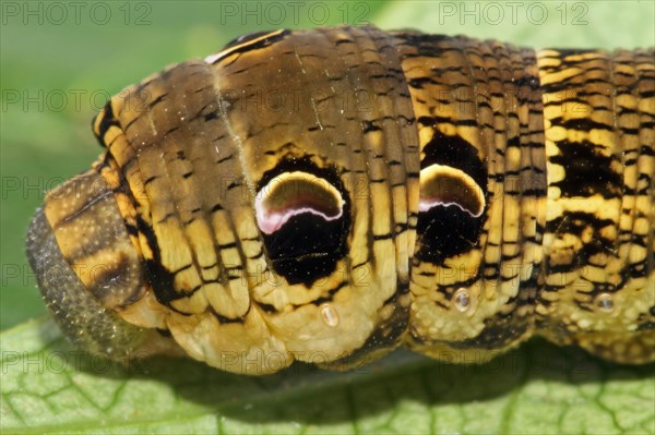 Elephant hawk-moth