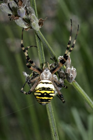 Wasp spider