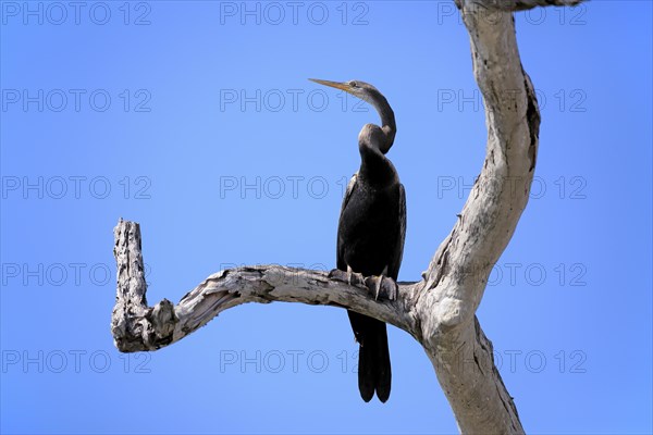 India oriental darter