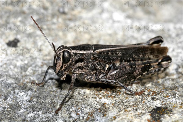 Italian Long-eared Grasshopper