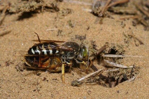 Beaked gyro wasp