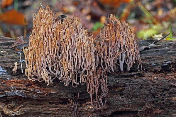 Branched cup coral