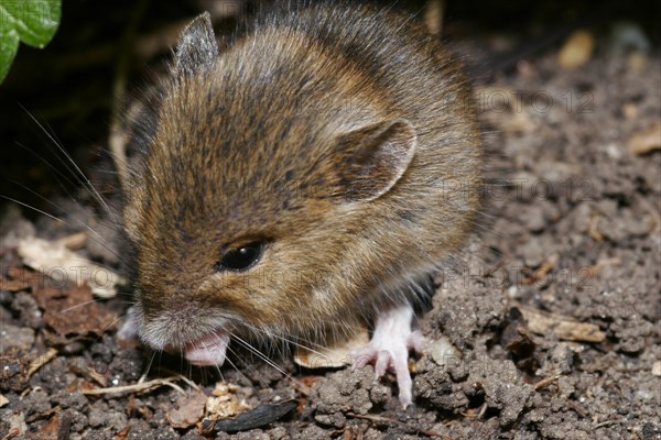 Wood mouse