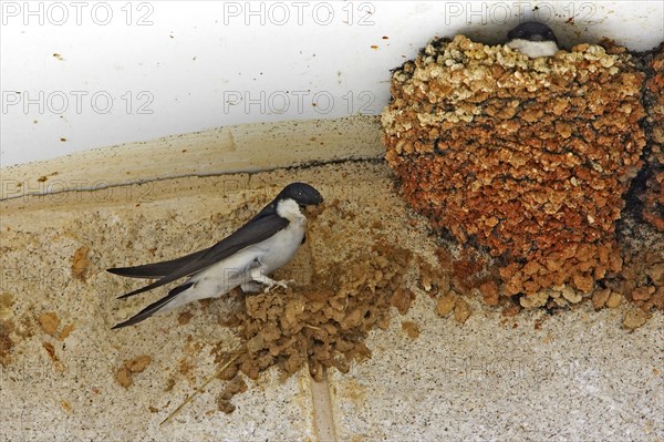 House Martin