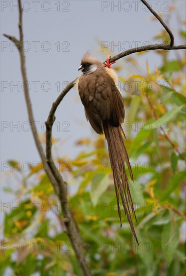 Speckled Mousebird