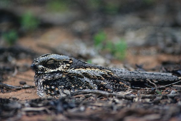 Spotted Nightjar