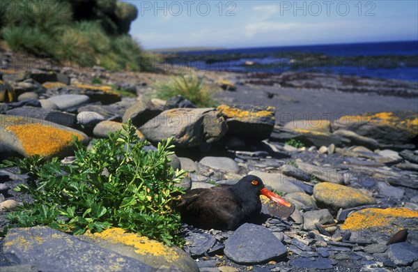 Blackish oystercatcher