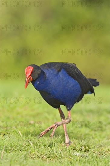 Purple partridge